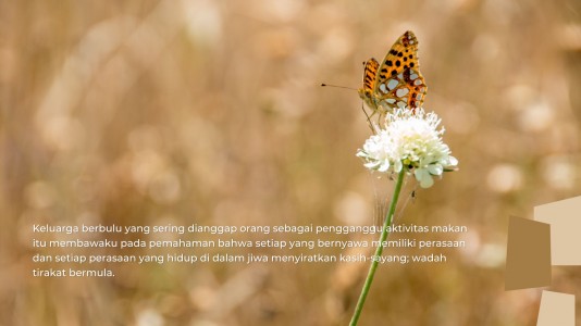 Tirakat Kucing Tirakat Kucing